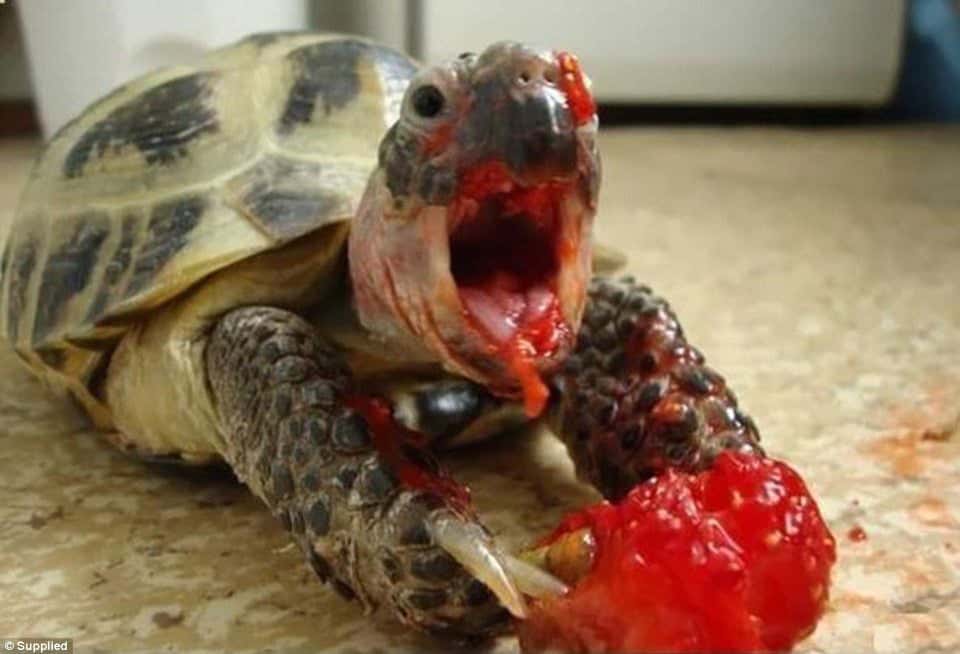 Turtle messy eating strawberry.