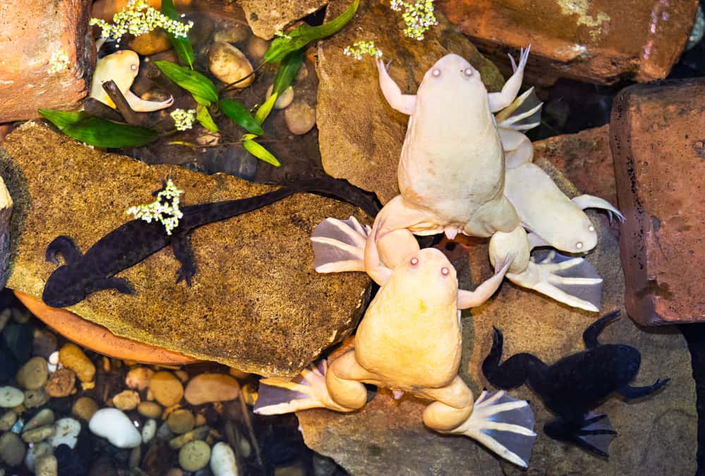 Two Albino African frogs clawed on the rock