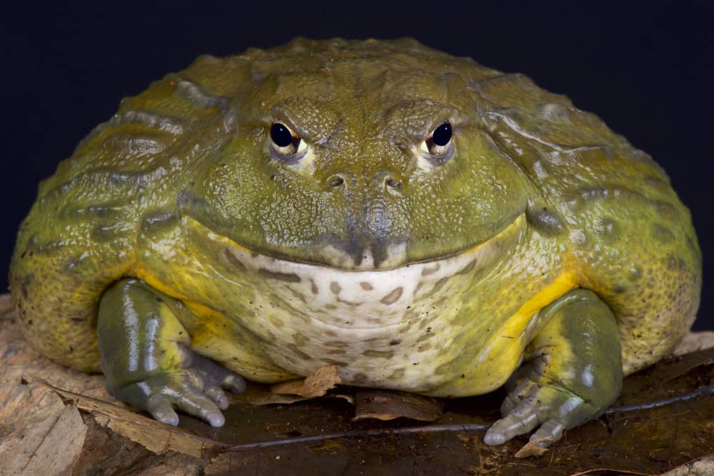 frog teeth