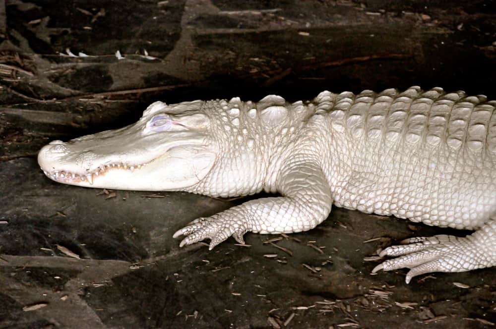 White Alligator Albino