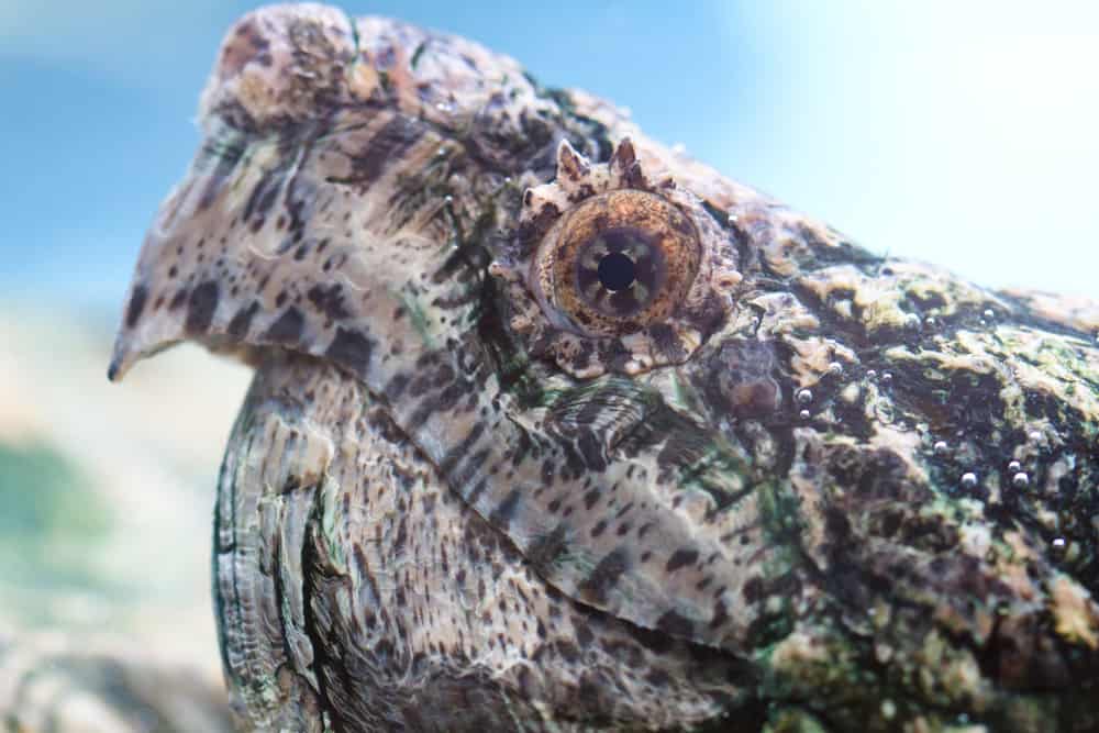 alligator snapping turtle close up