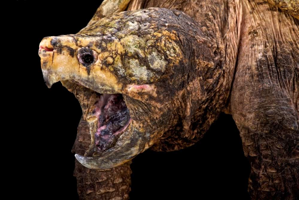 Alligator Snapping Turtles Lure Prey With Wriggling Worm-like