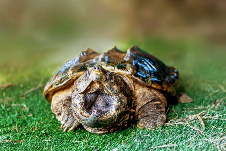 How to Pick up a Snapping Turtle