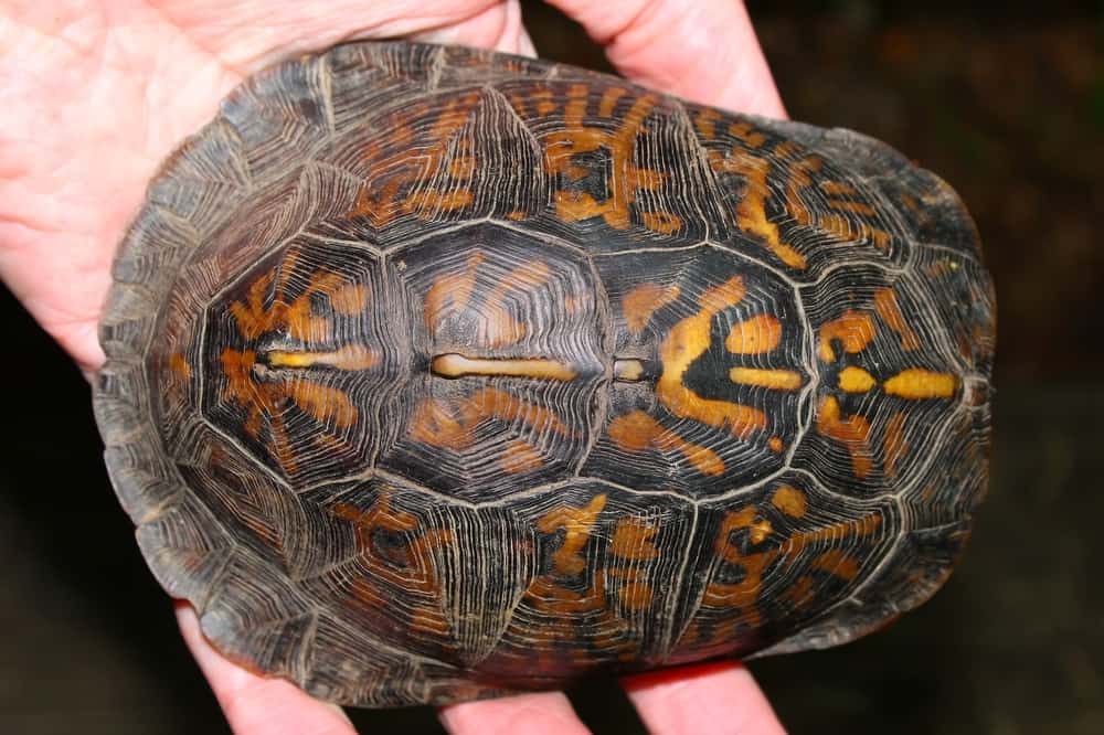 Baby box turtle shell