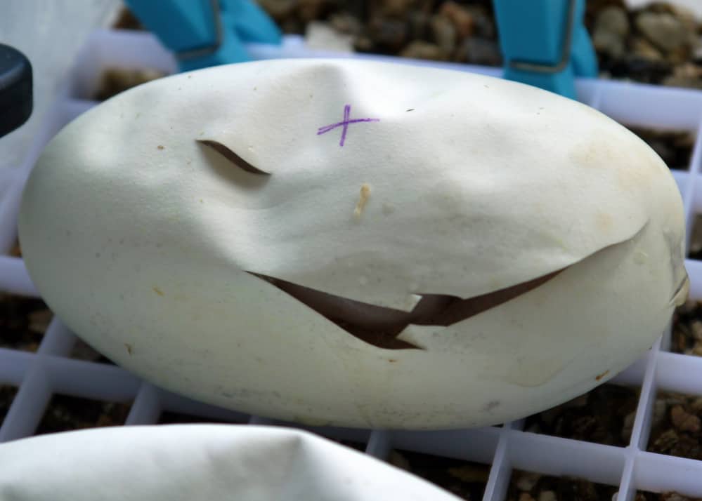 ball python eggs with a mark beginning to hatch