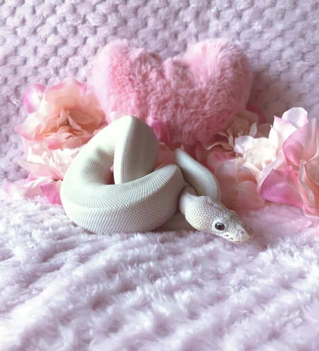 blue-eyed leucistic ball python