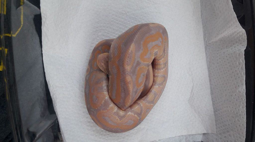 banana cinnamon ball python