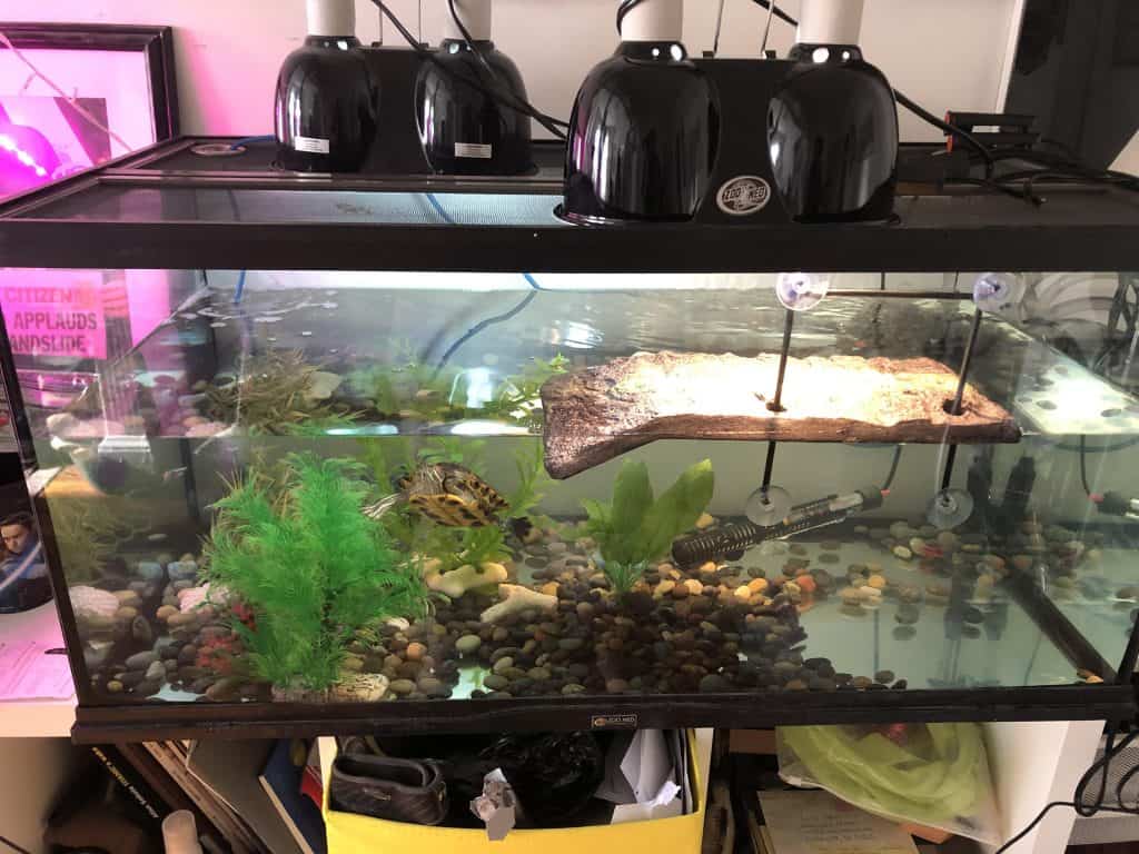 basic aquatic or semi aquatic tank setup