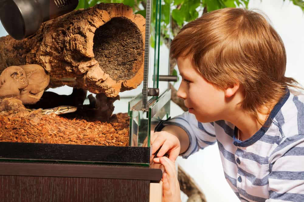 Young boy watching Royal or Ball python at the reptile house terrarium  standing close to the glass