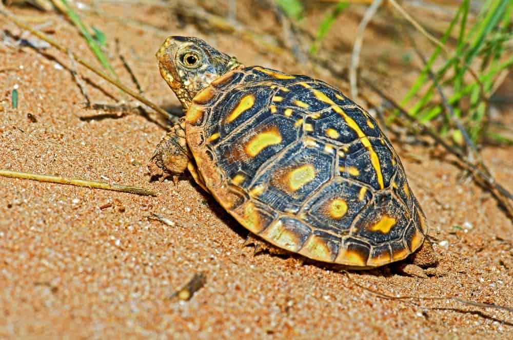 basking baby box turtle