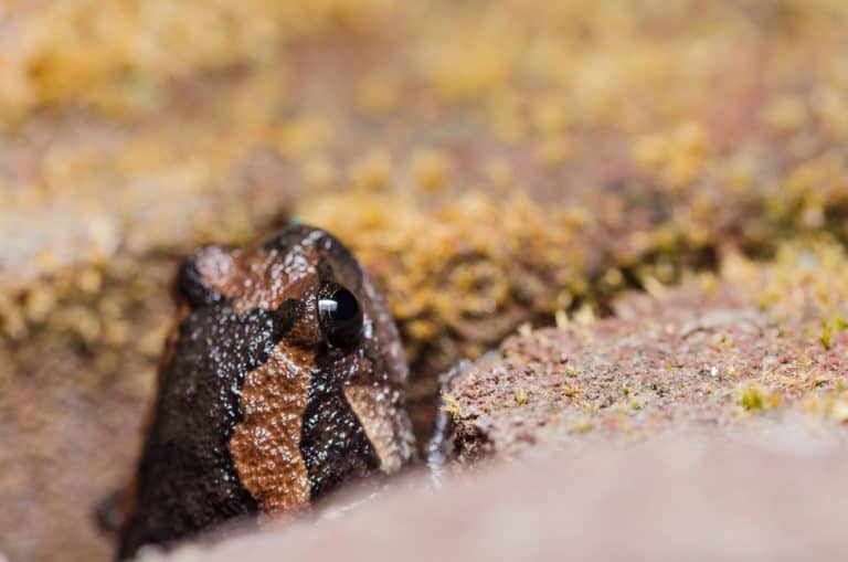 Chubby Frog (Asian Painted Frog) Care Sheet