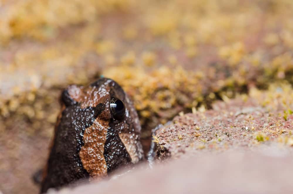 Close up of chubby frog in a crevice