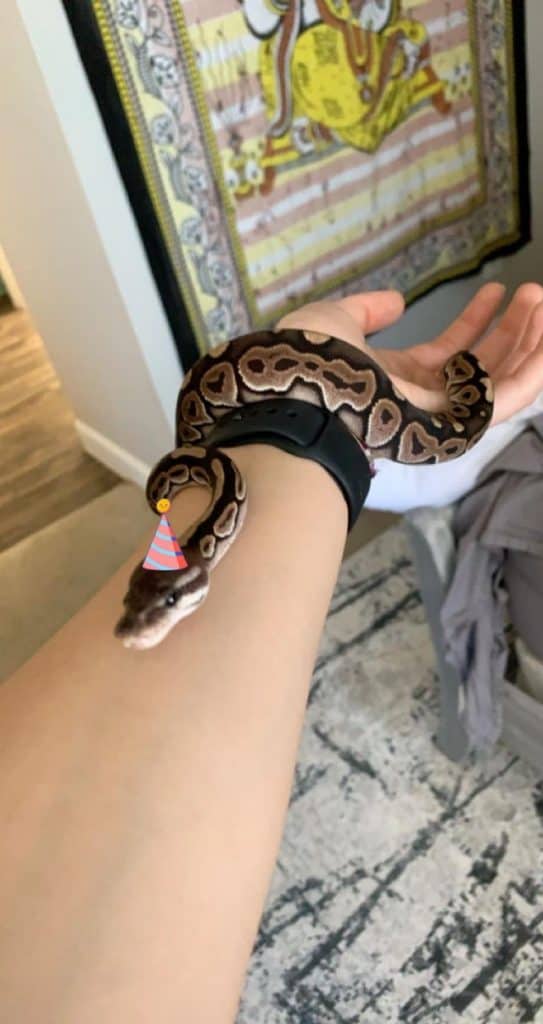 cinnamon ball python