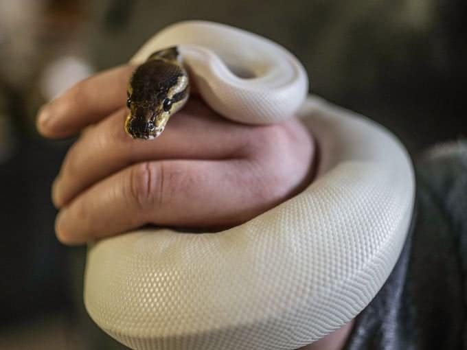 cinnamon x pied ball python