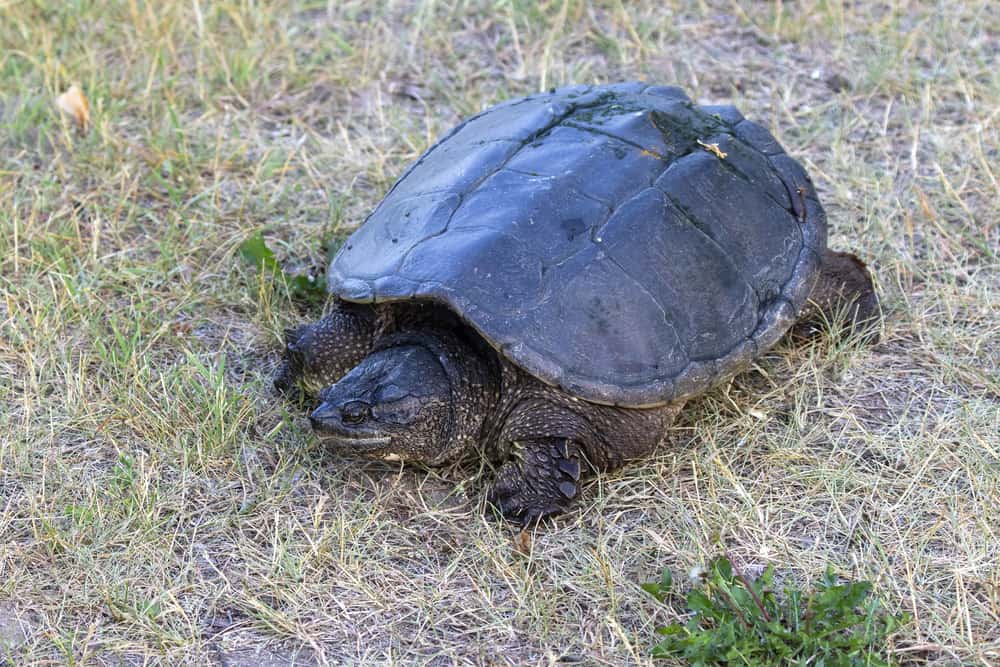 common snapping turtle on grass