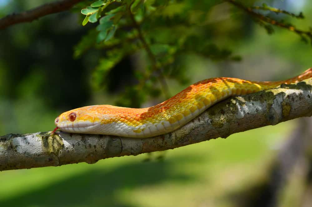 Ball python on a branch