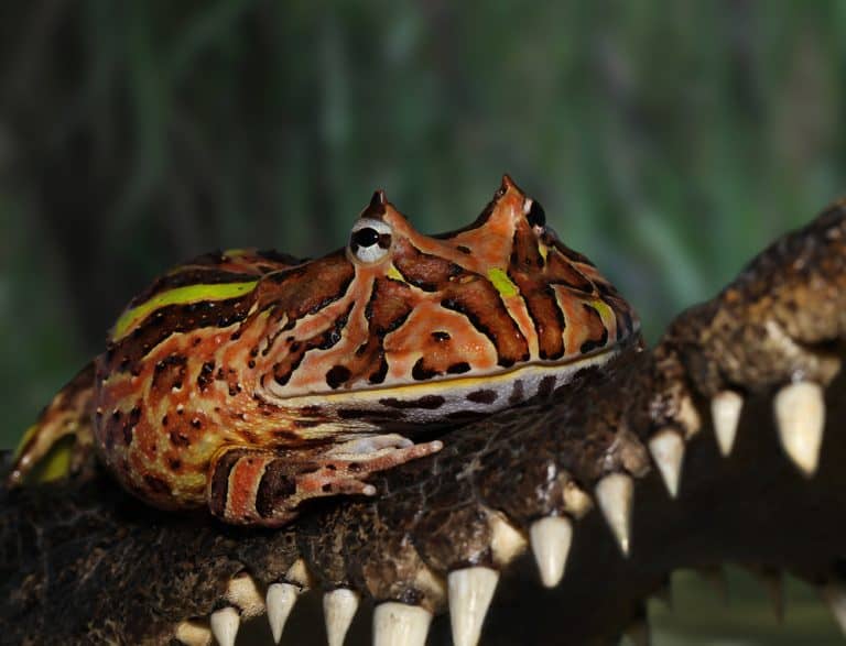 Do Frogs Have Teeth? Your Question on Frog Teeth, Explained!