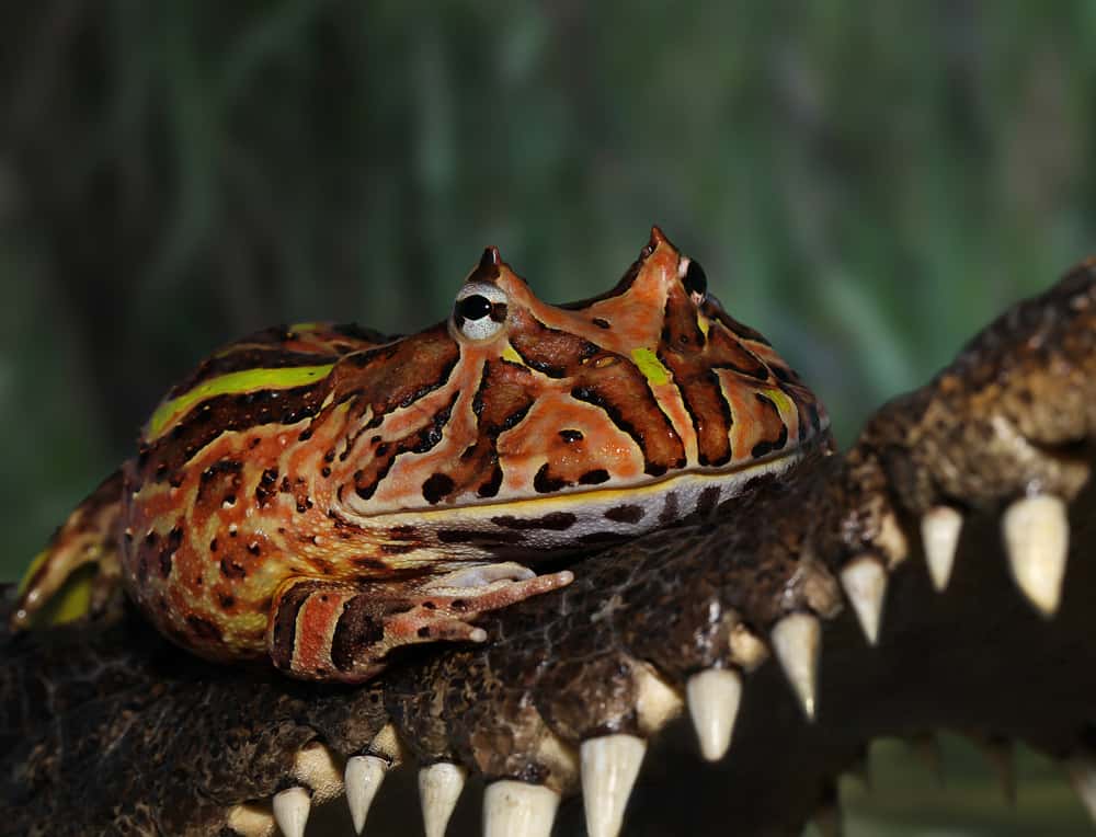 frog on top of a crocodile