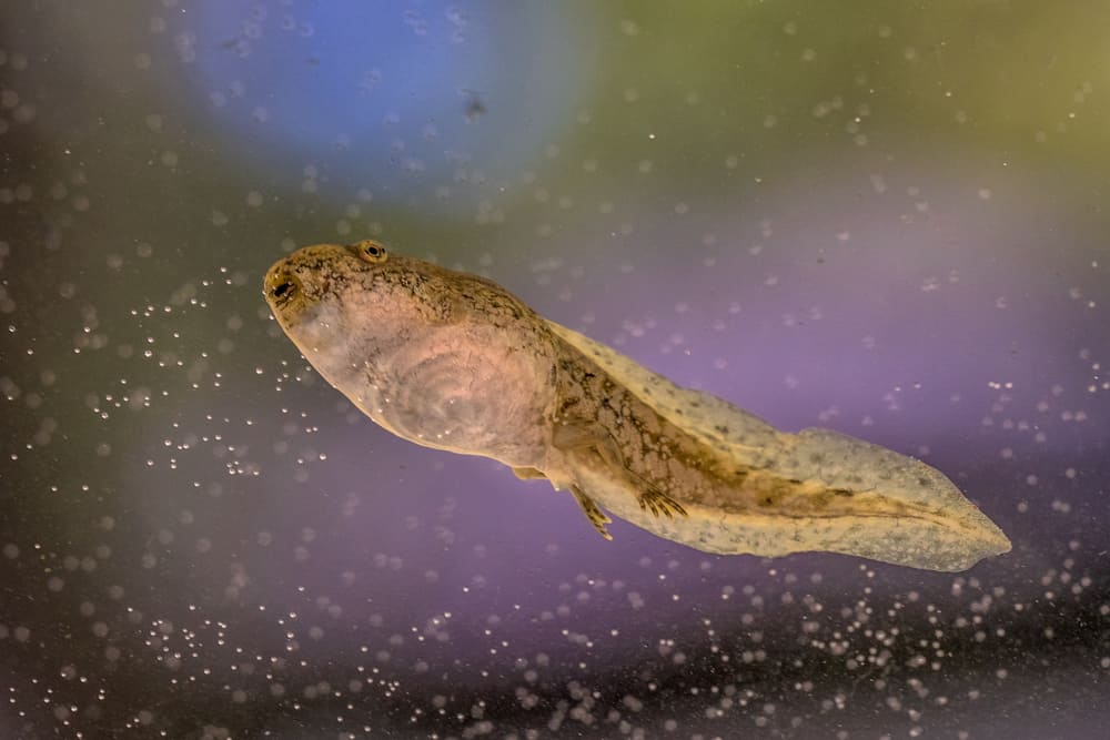 tadpole in water