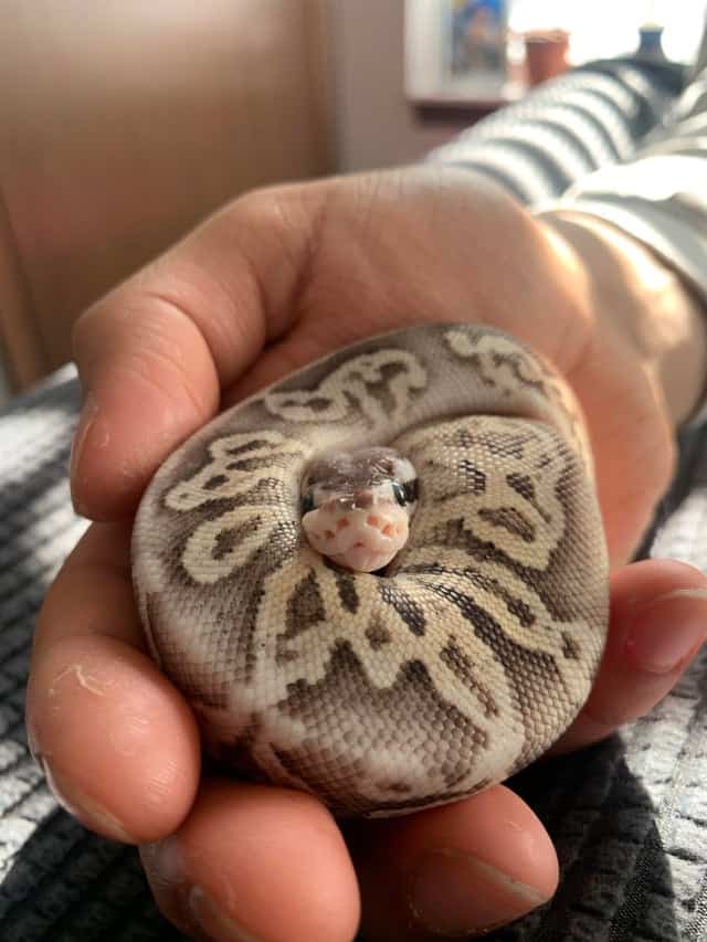 pewter ball python