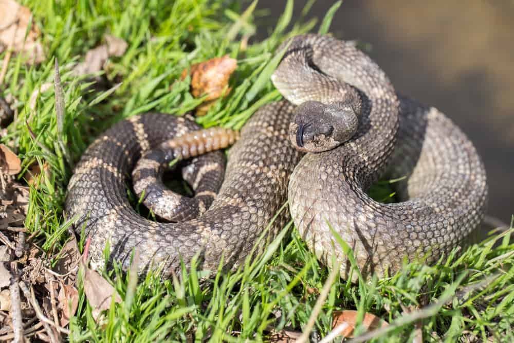 rattlesnake displaying classic S posture