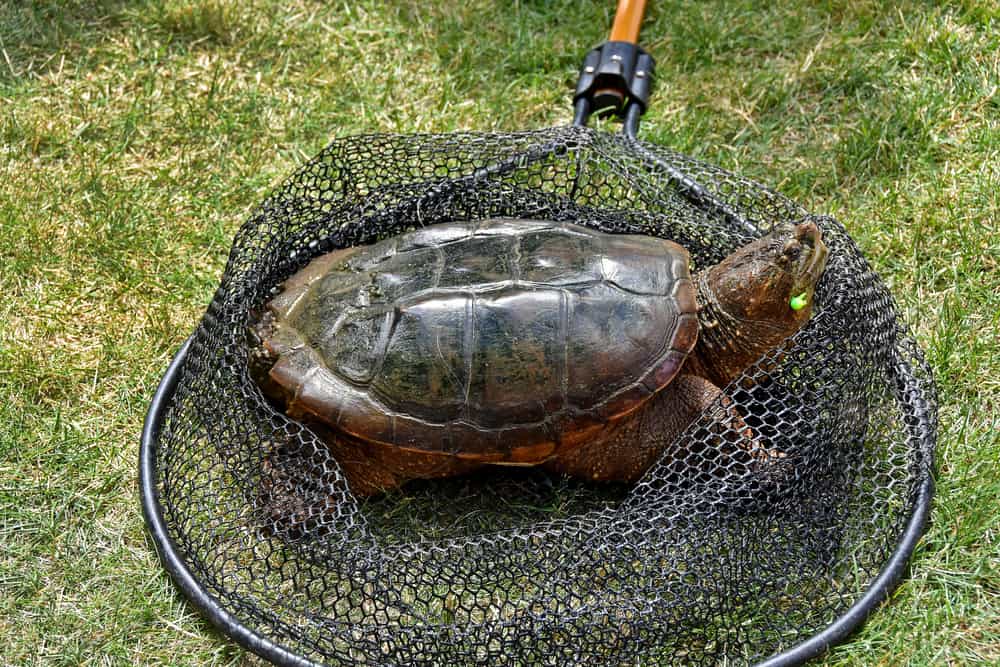 safely handling and transporting a snapping turtle in fishing net