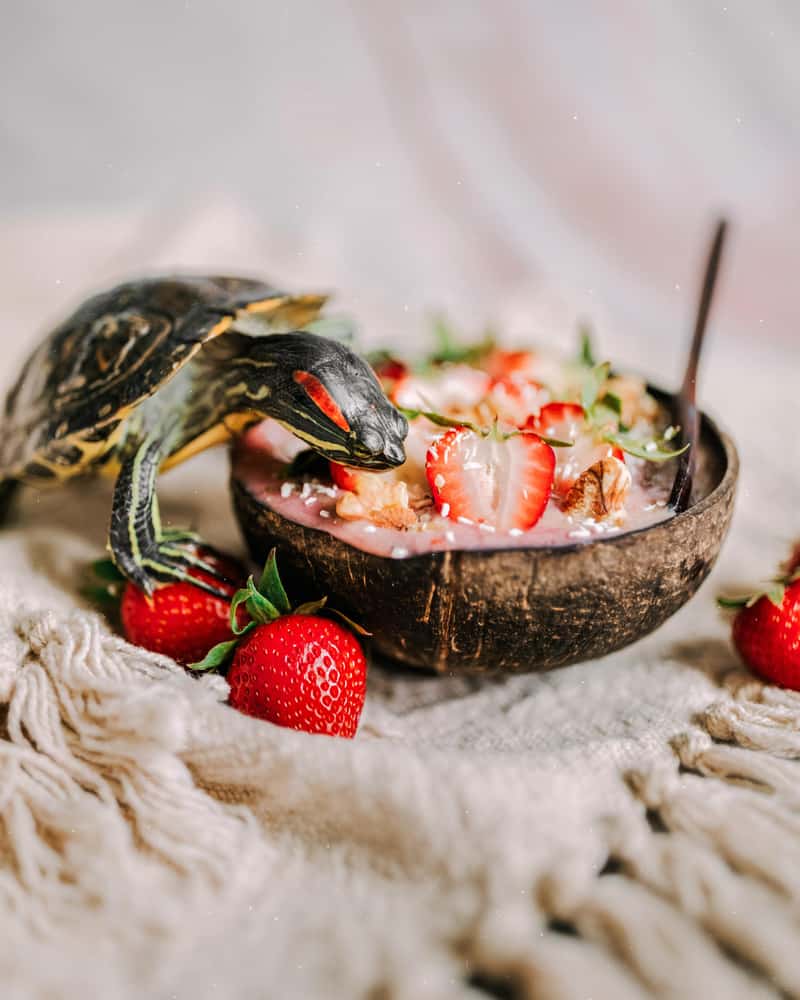 Shallow focus of a small water turtle eating strawberry salad