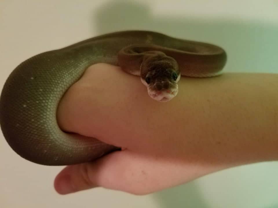 super cinnamon ball python