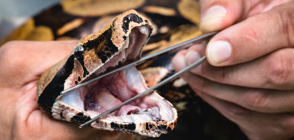 Snake getting an examination with its mouth open