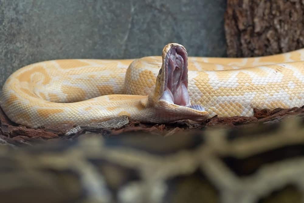 Burmese Python Teeth