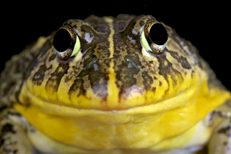 Do Frogs Have Teeth? Your Question on Frog Teeth, Explained!