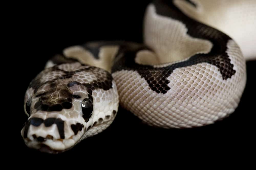 Anxanthic Clown Ball Python