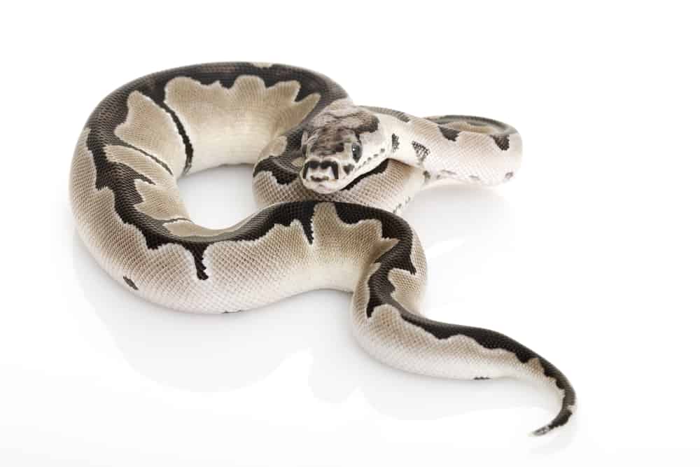 axanthic killer clown ball python