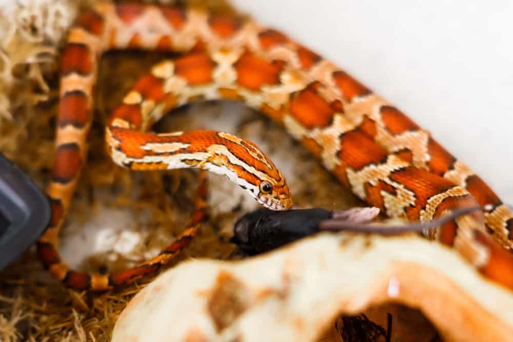 Baby Corn Snake eating a dead baby mouse 