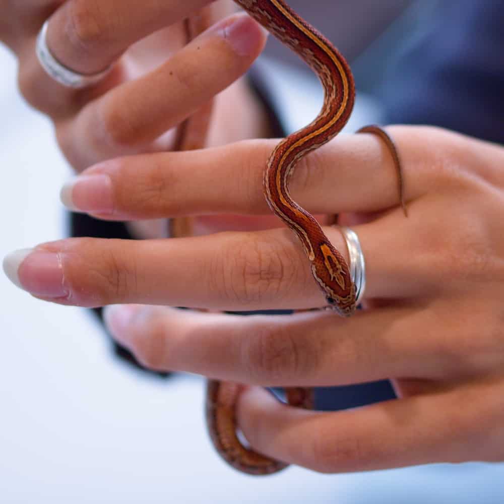 Baby corn snake in hands of a woman