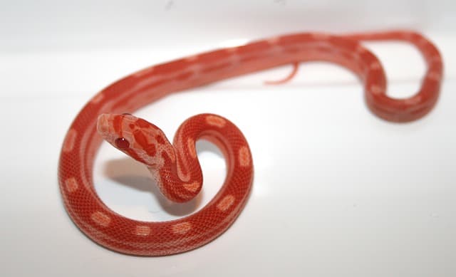 Baby corn snake, Elaphe guttata