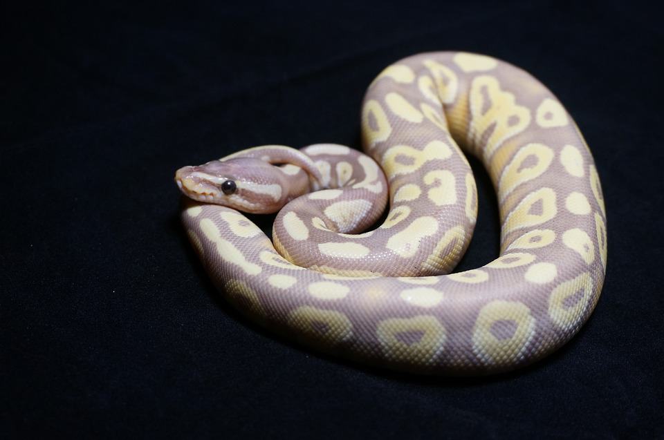 Ball Python morph on black background