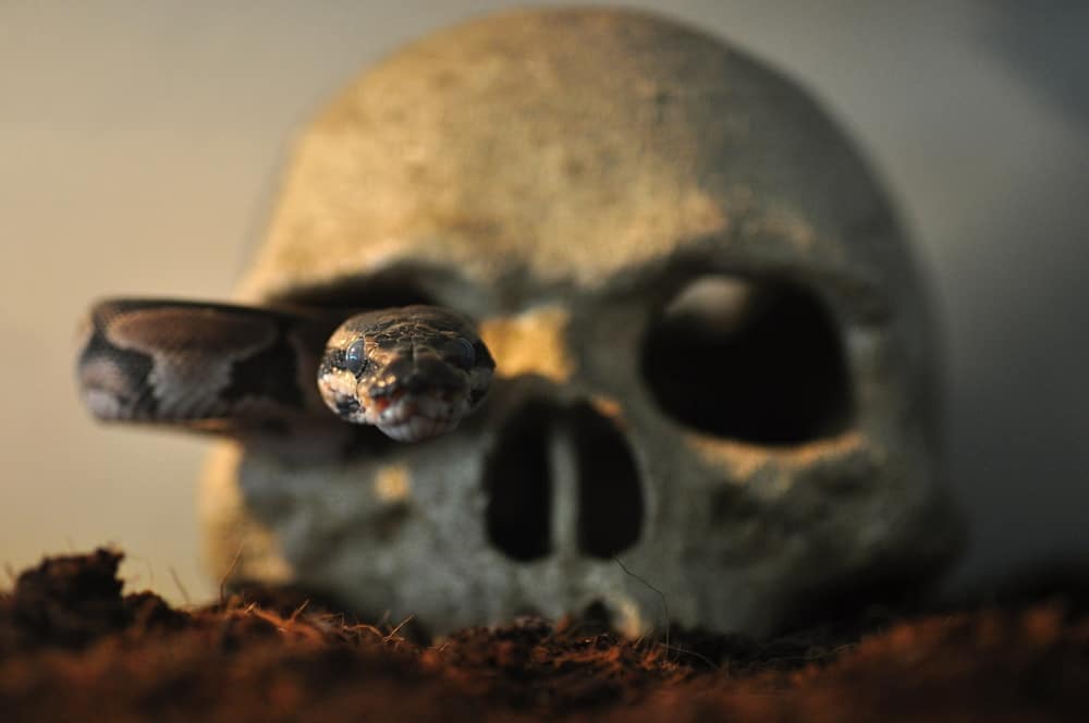 Ball python snake in a skull