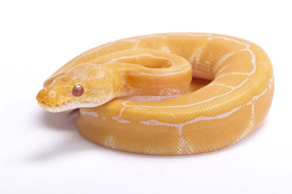 An albino pinstripe against a white background