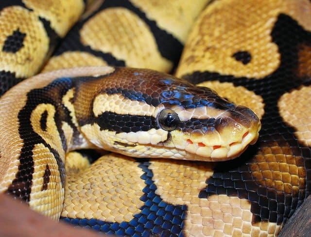 Ball python closeup