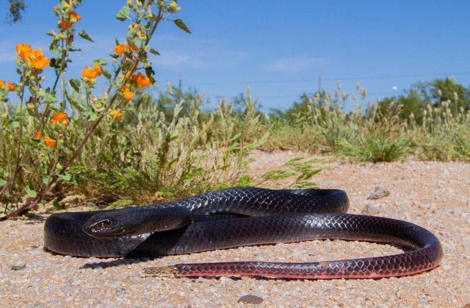 Black Coachwhip Snakes crawling