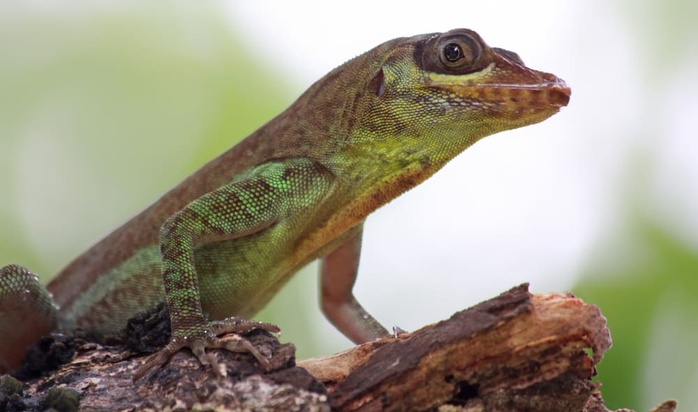 Anole lizard on tree bark with blurry background