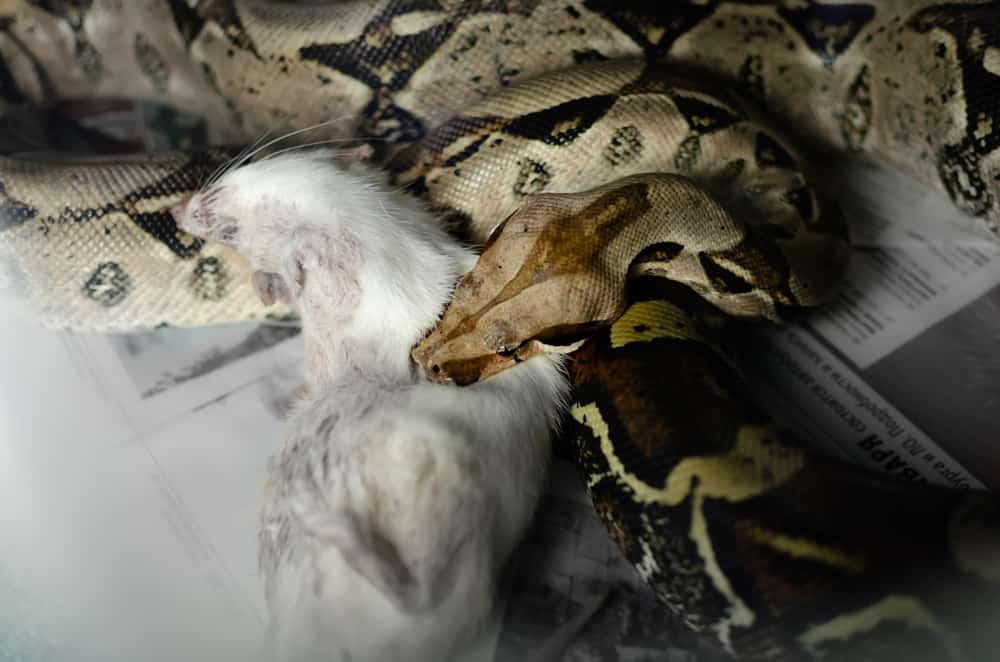 Boa constrictor eating a rat