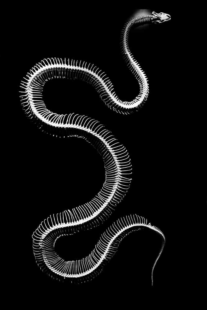 Do snakes have bones? Snake skeleton x-ray