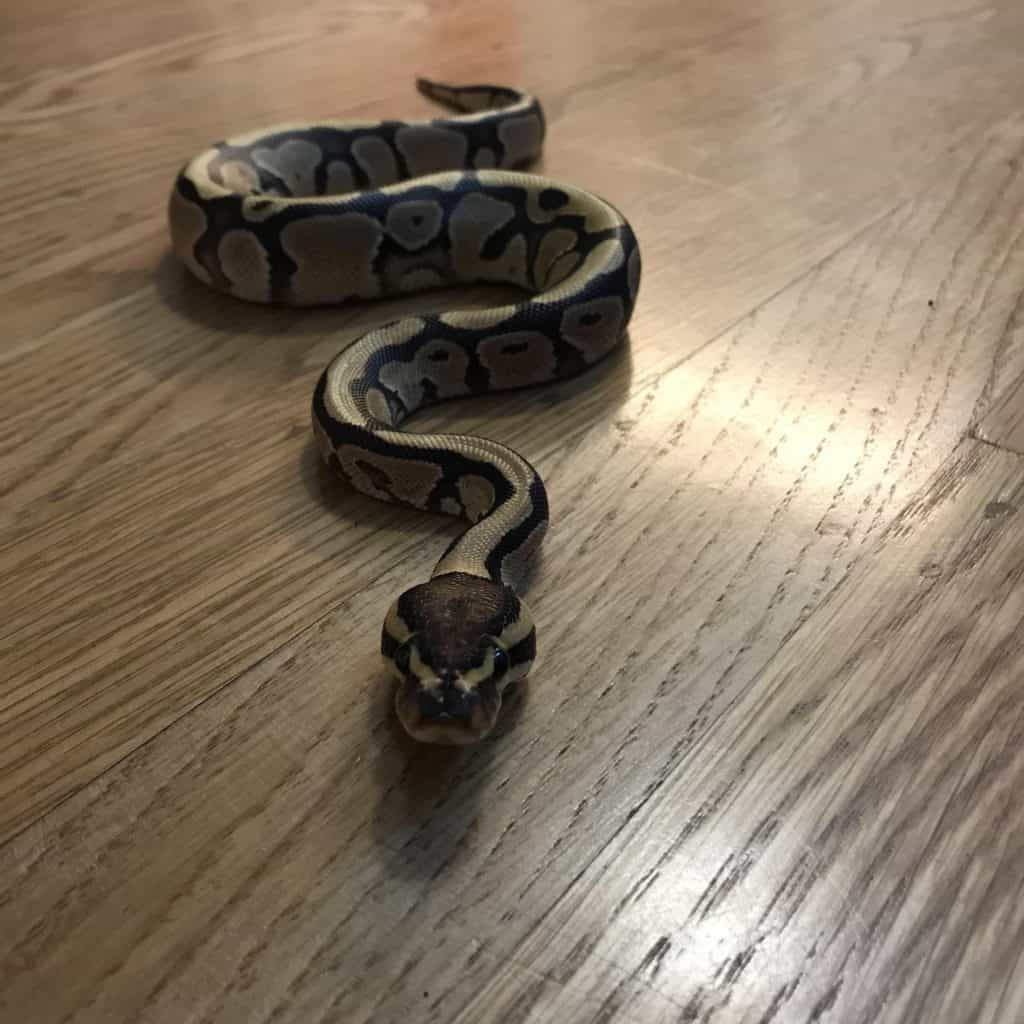 Brown and Balck Fire Ball Python