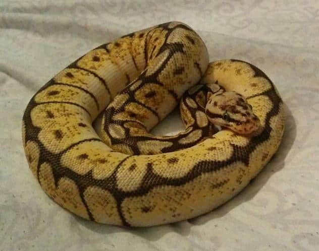 Bumblebee Ball Python Breeding