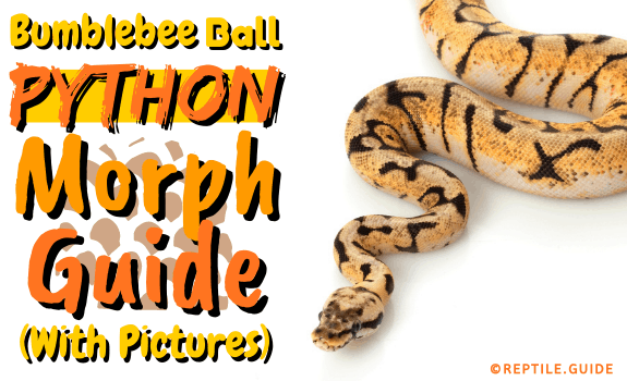 Bumblebee Ball Python Morph Guide (With Pictures) (1)
