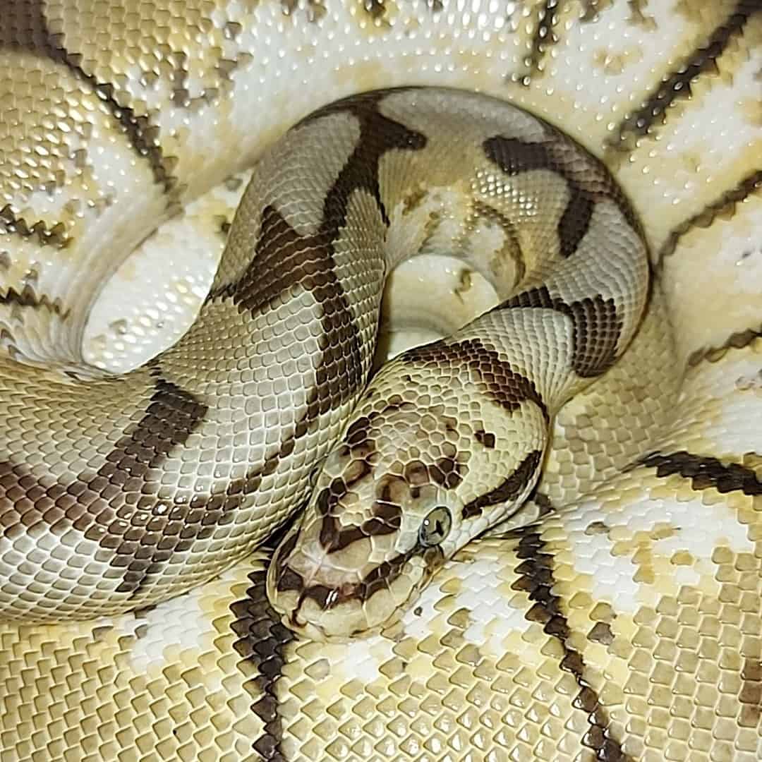 nuclear spinner ball python