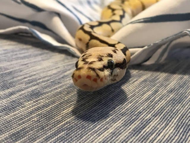 Bumblebee Ball Python on cloth