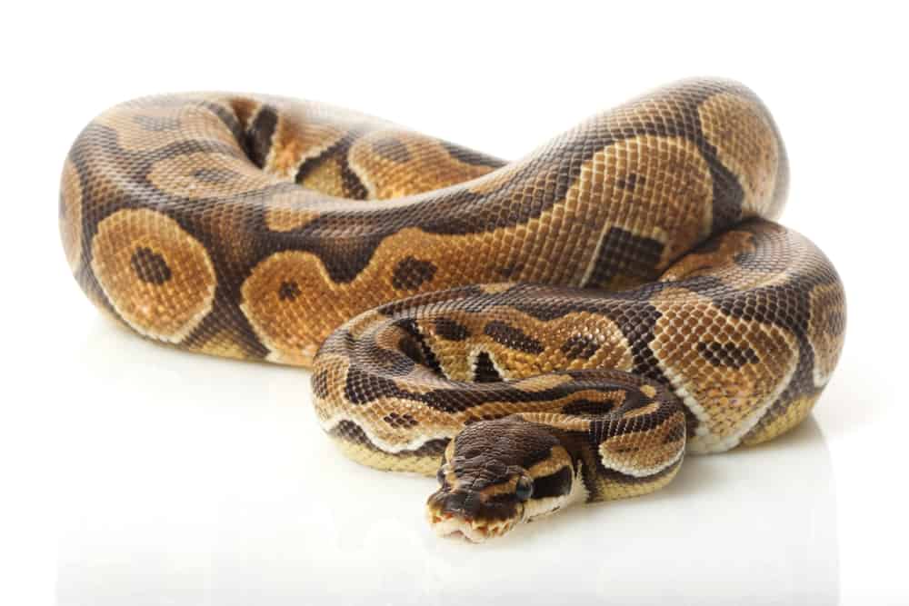 cinnamon enchi ball python